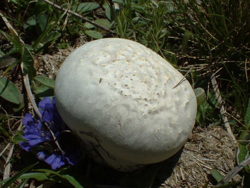 funghi per puffi